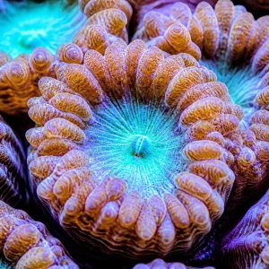 Ai copilot photo of coral polyp texture red coral