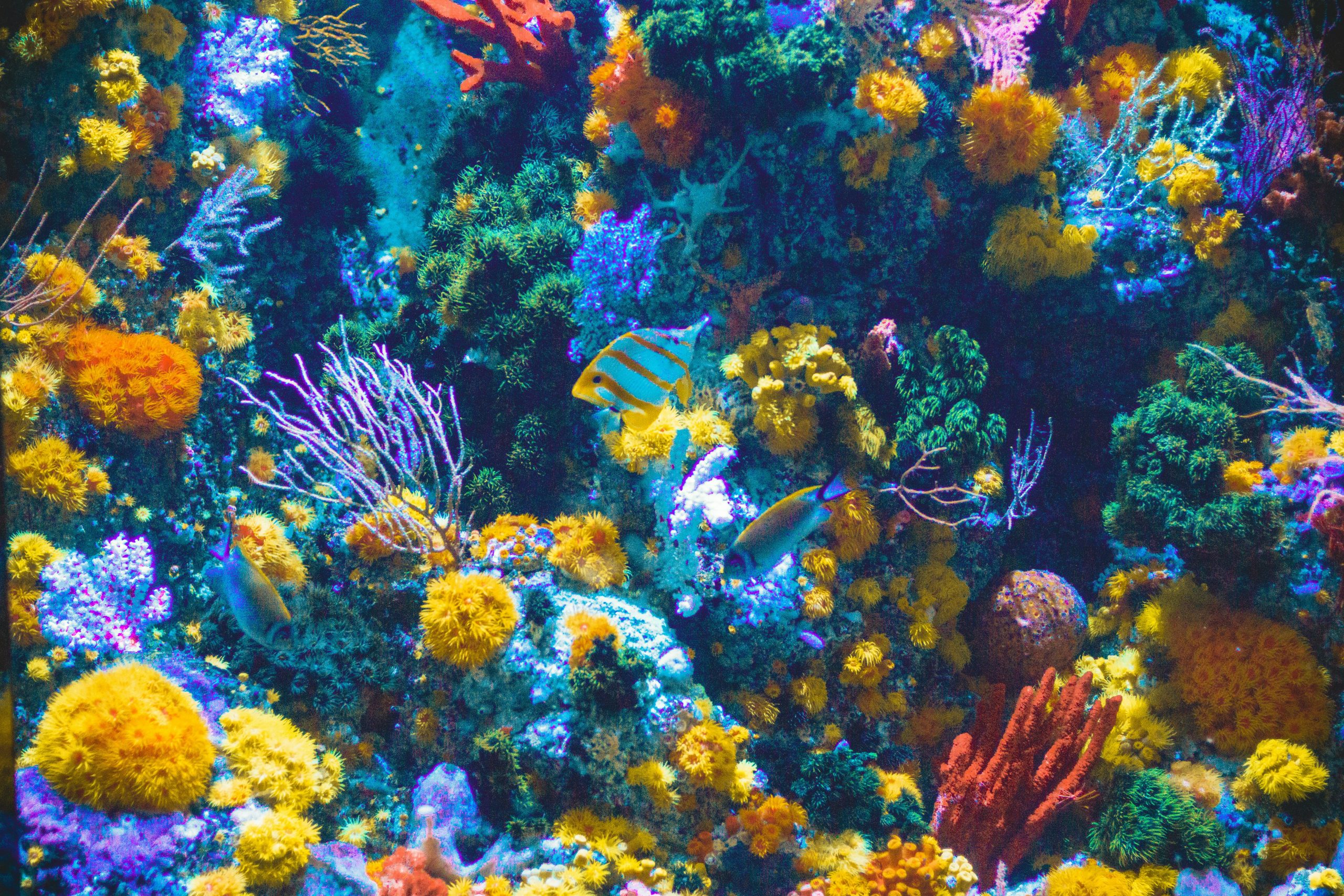 colorful coral reef photo by Shaun Low